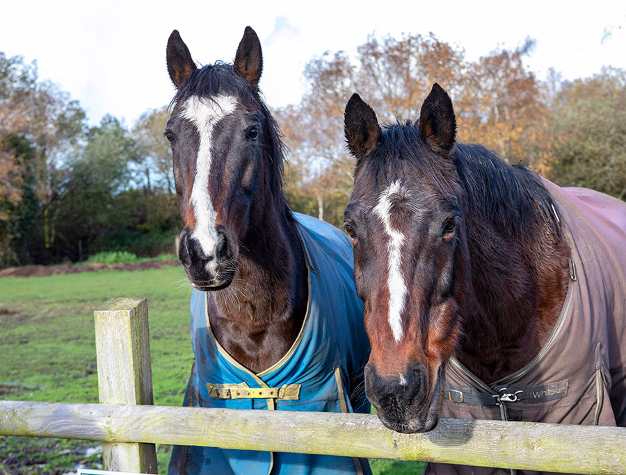 stable school christchurch